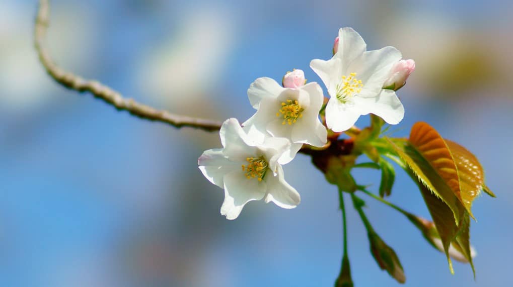 Hanami - Piękno kwiatów pozostaje niezauważone