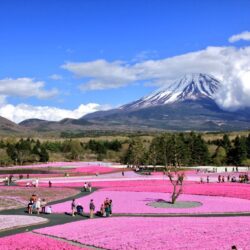 Fuji Shibazakura Festival