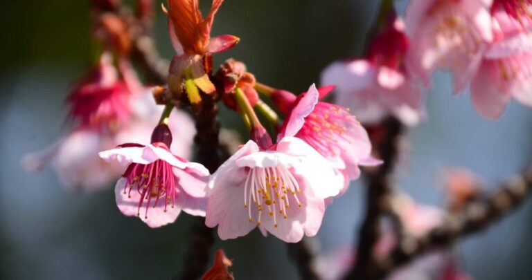 Read more about the article Kanzakura