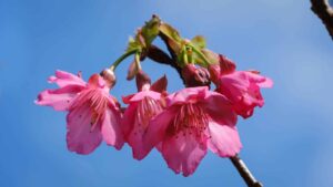 Yaedake Cherry Blossom Festival