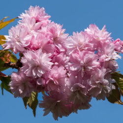 Kiku-shidare-zakura