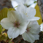 Taihaku – Prunus serrulata ‘Taihaku’