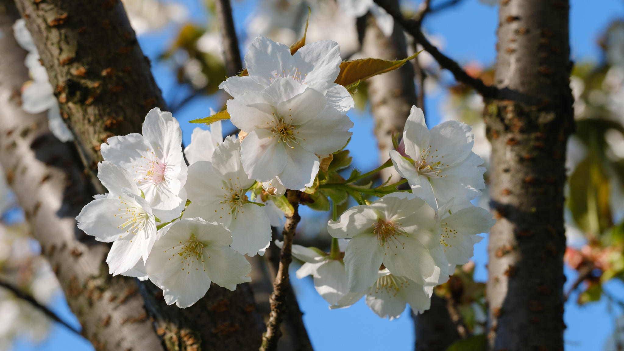 You are currently viewing Taihaku – Prunus serrulata ‘Taihaku’