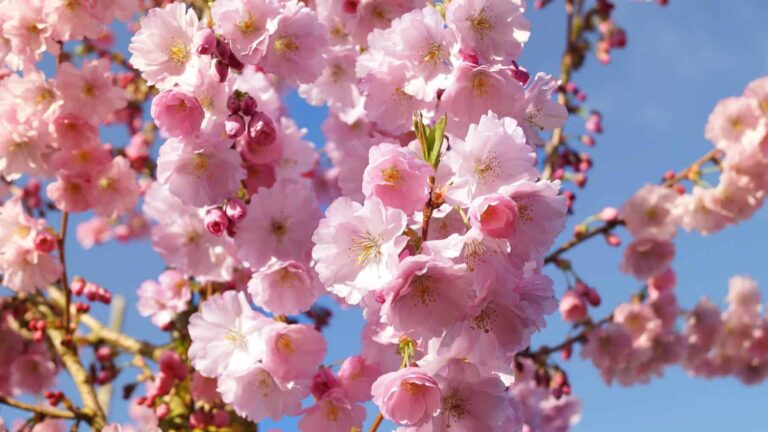 Read more about the article Accolade