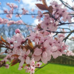 Prunus cerasifera ‘Nigra’