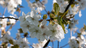 Taihaku – Prunus serrulata ‘Taihaku’