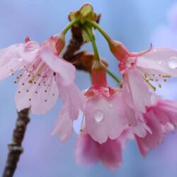 Yaedake Cherry Blossom Festival