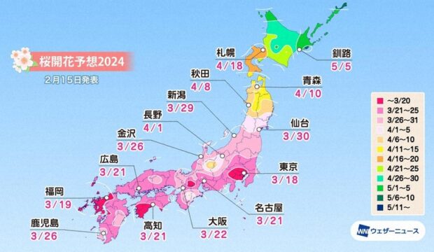 Sakura – Jak zmiany klimatyczne krzyżują plany podróżnych