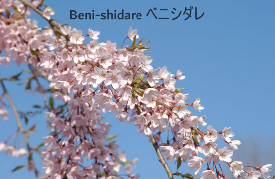 Beni-shidare