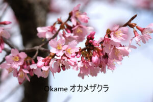 Okame