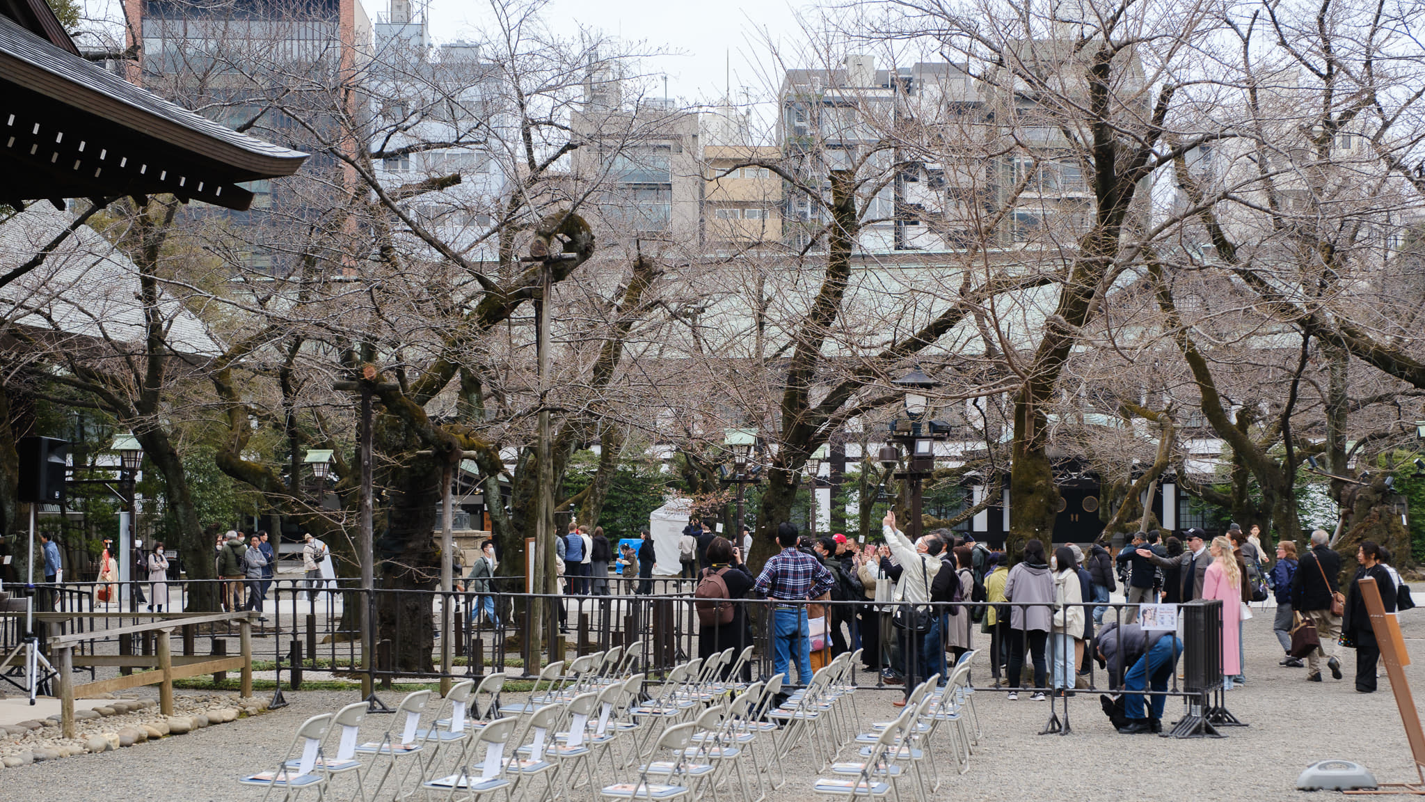 You are currently viewing Yasukuni Jinja – obserwacyjna sakura