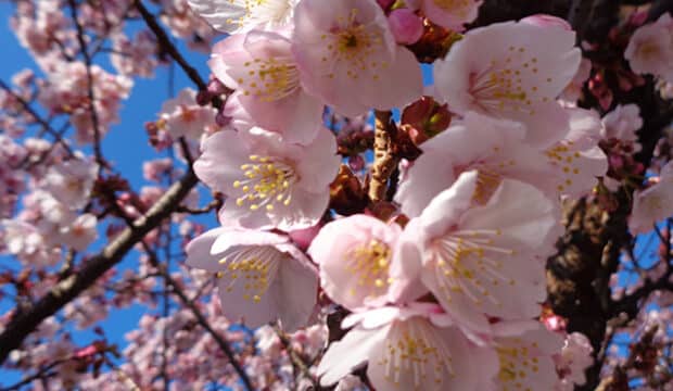 15 Itokawa Atami Sakura Festival