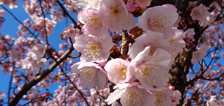 You are currently viewing 15 Itokawa Atami Sakura Festival