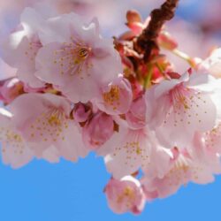 15 Itokawa Atami Sakura Festival