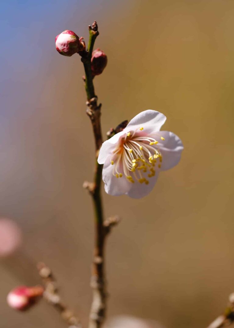 ume