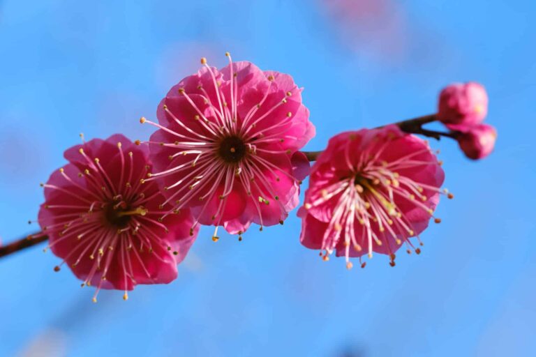 ume
