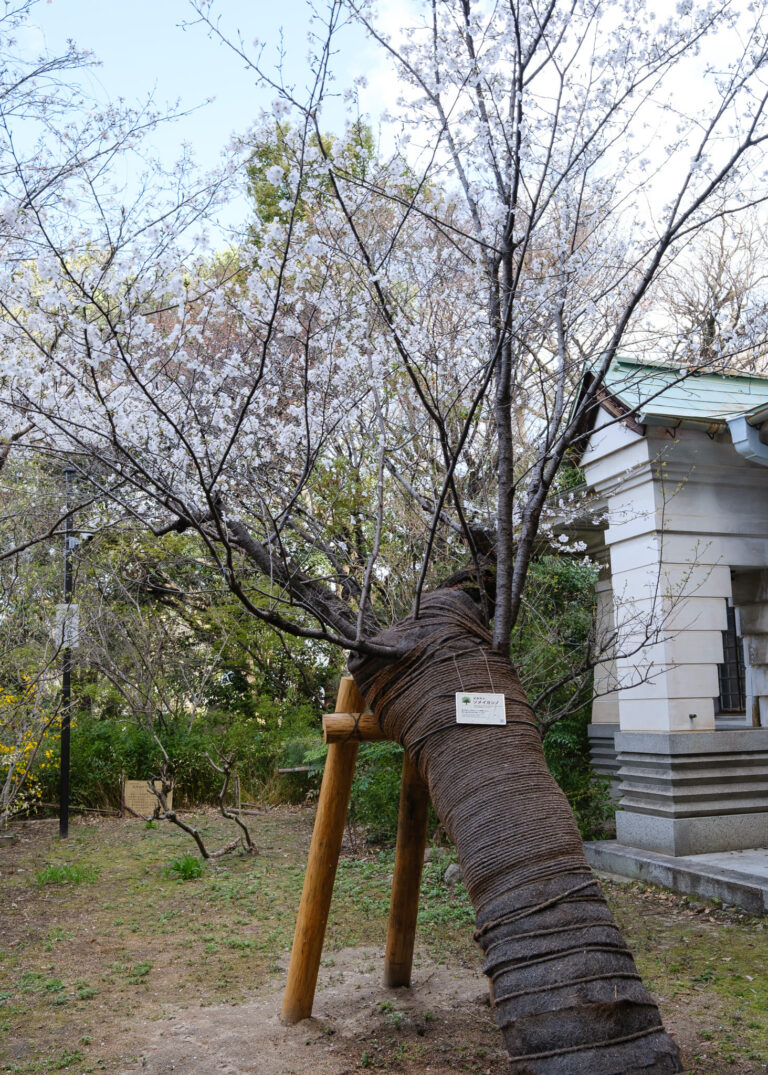 Somei Yoshino z Hiroshima