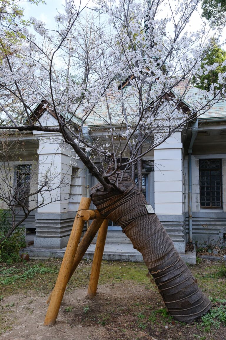 Somei Yoshino z Hiroshima