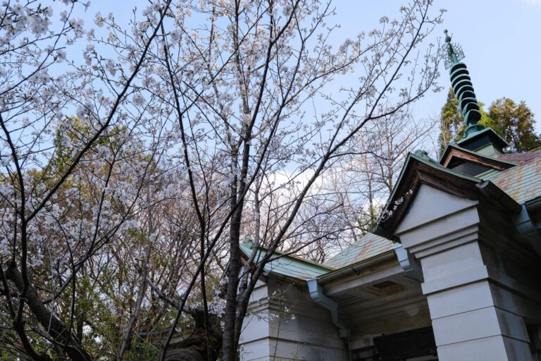 Somei Yoshino z Hiroshima