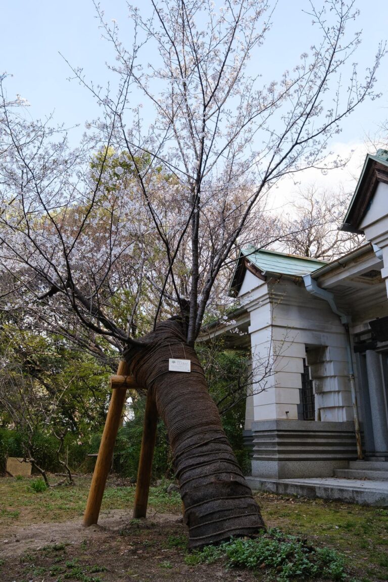 Somei Yoshino z Hiroshima