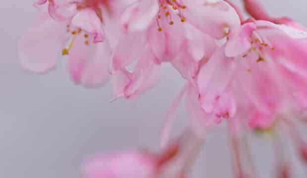 Beni-shidare