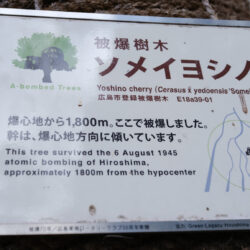 Somei Yoshino z Hiroshima