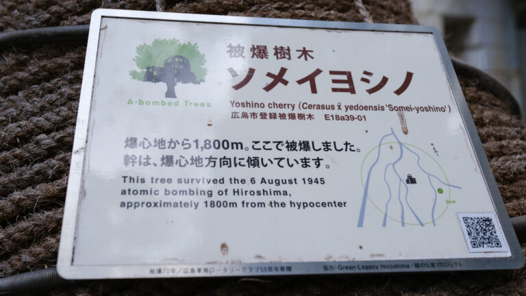 Read more about the article Somei Yoshino z Hiroshima