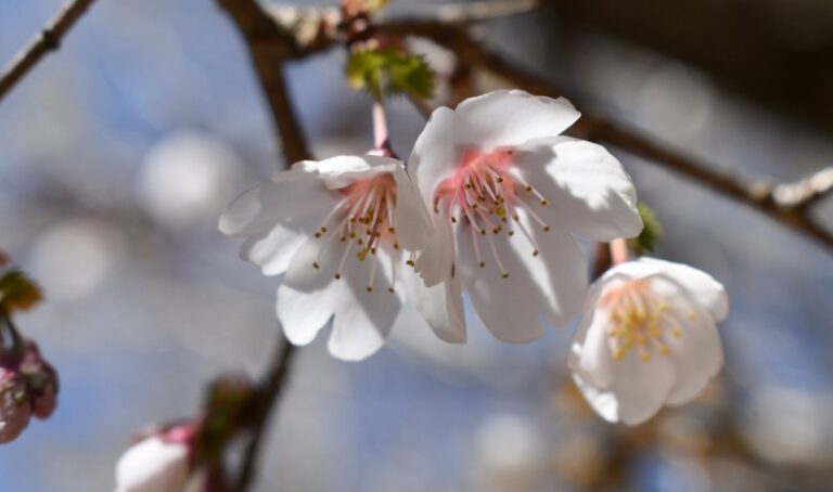 Read more about the article Fujizakura