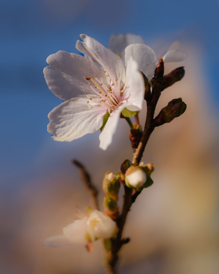 Read more about the article Kursy języka japońskiego od kwietnia 2026