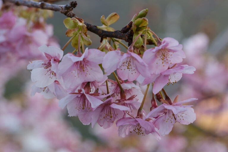 Read more about the article Kursy języka japońskiego od marca 2026