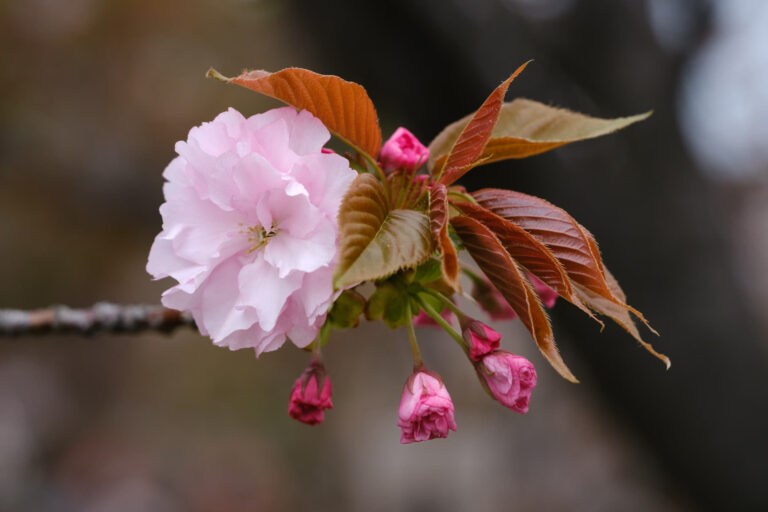 Read more about the article Kanzan