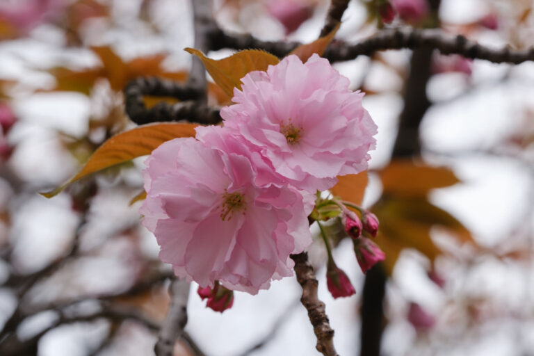 Kanzan