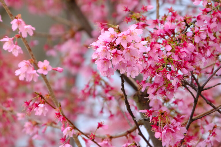 Read more about the article Okame オカメザクラ