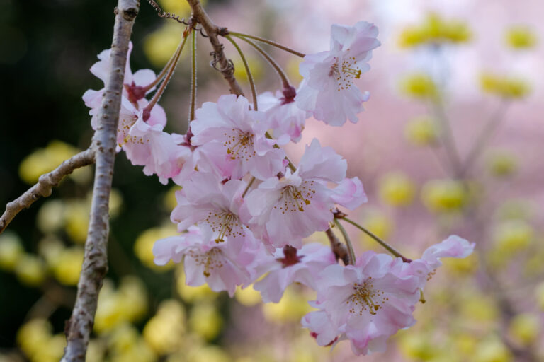 Yae-beni-shidare img5