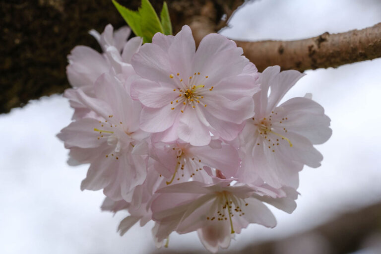 sakura