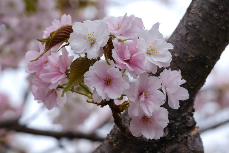 sakura