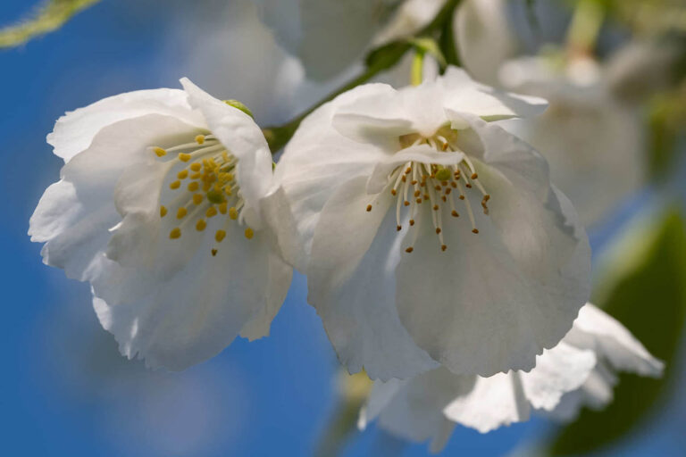 sakura