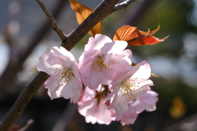 sakura
