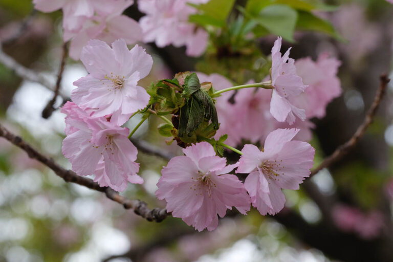 sakura