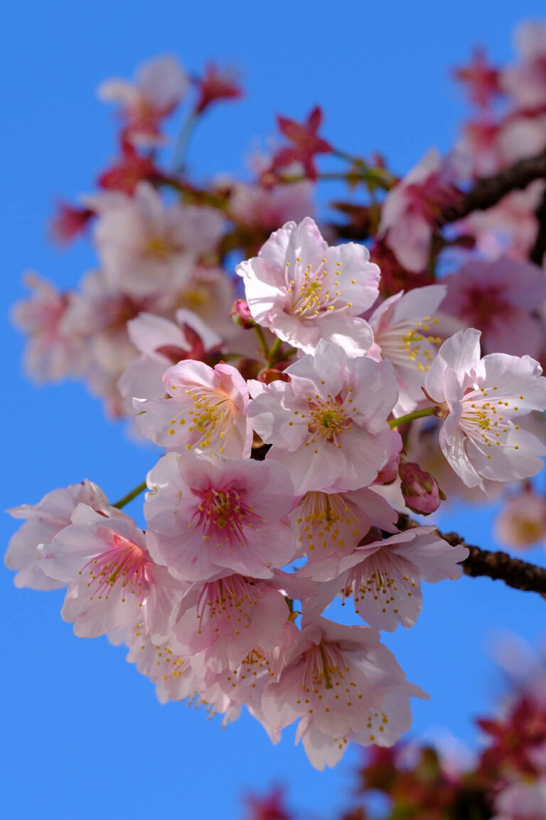 sakura