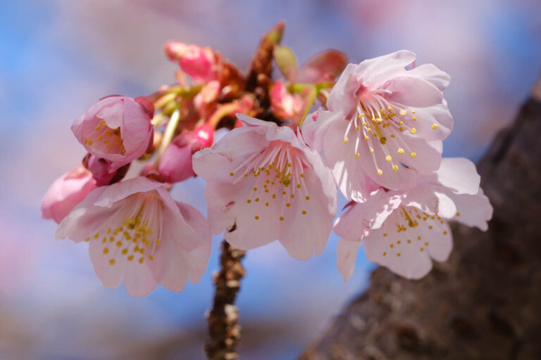 sakura