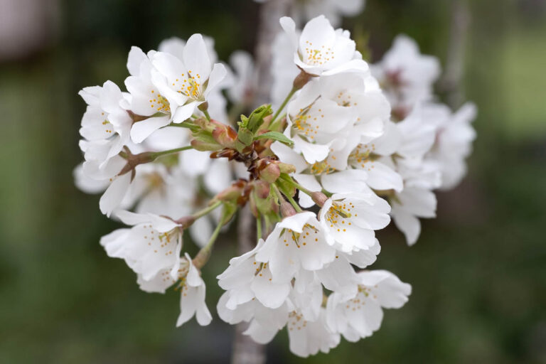 sakura