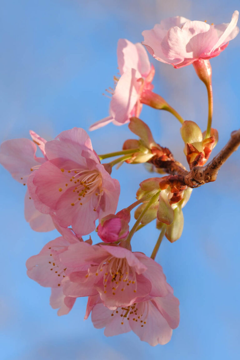 sakura