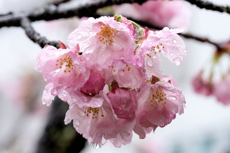 sakura