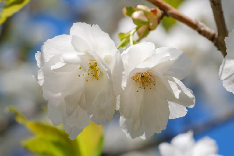 sakura