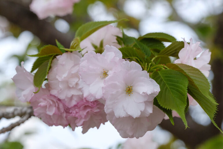 sakura