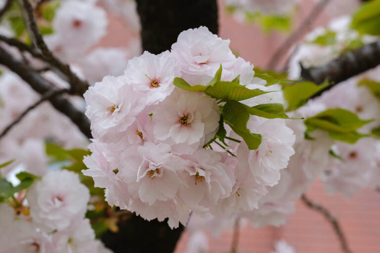 sakura