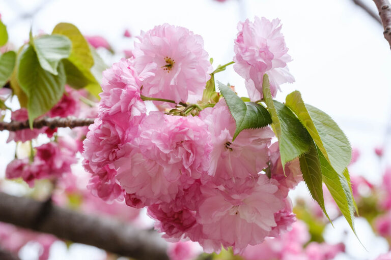 sakura