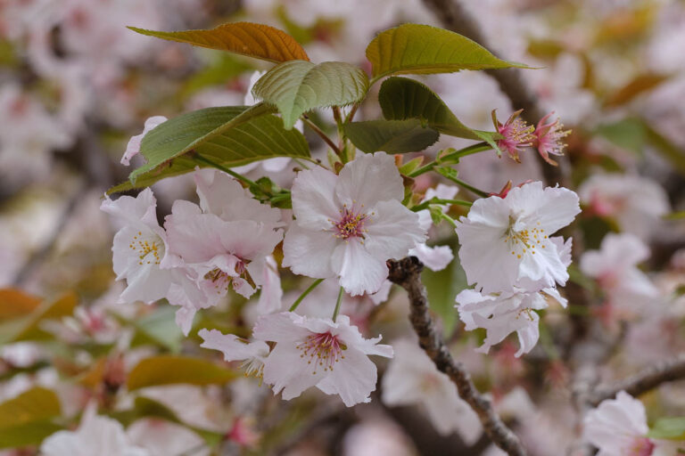 sakura
