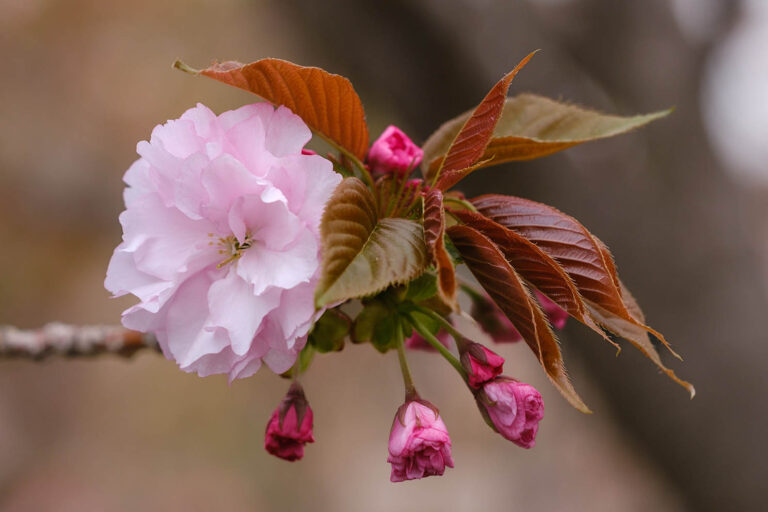 sakura